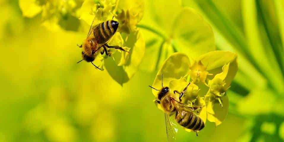 lebah madu hinggap di bunga