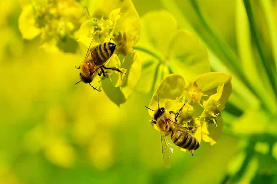 lebah madu hinggap di bunga