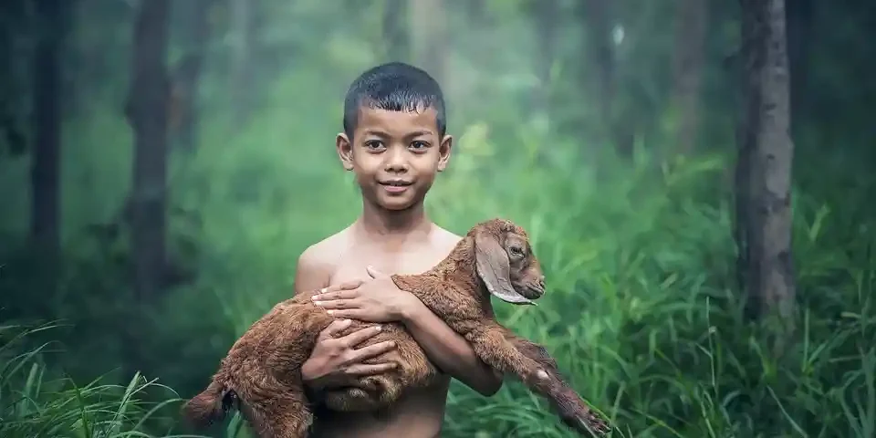 anak kecil membawa kambing di hutan