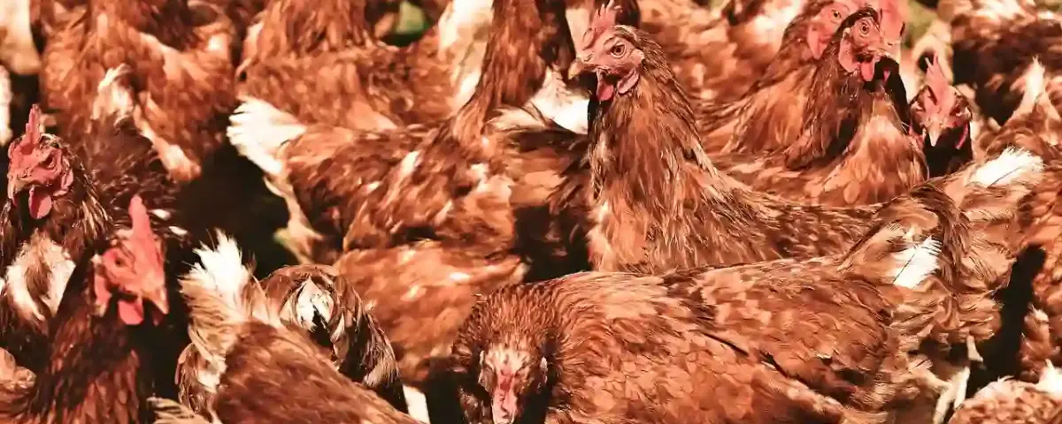 peternakan ayam unggas