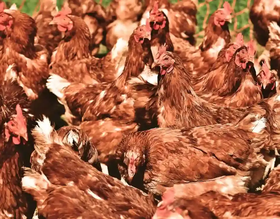 peternakan ayam unggas